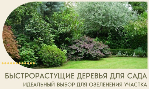 Быстрорастущие деревья для сада идеальный выбор в Черногорске