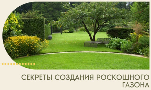 Секреты создания роскошного газона в Черногорске